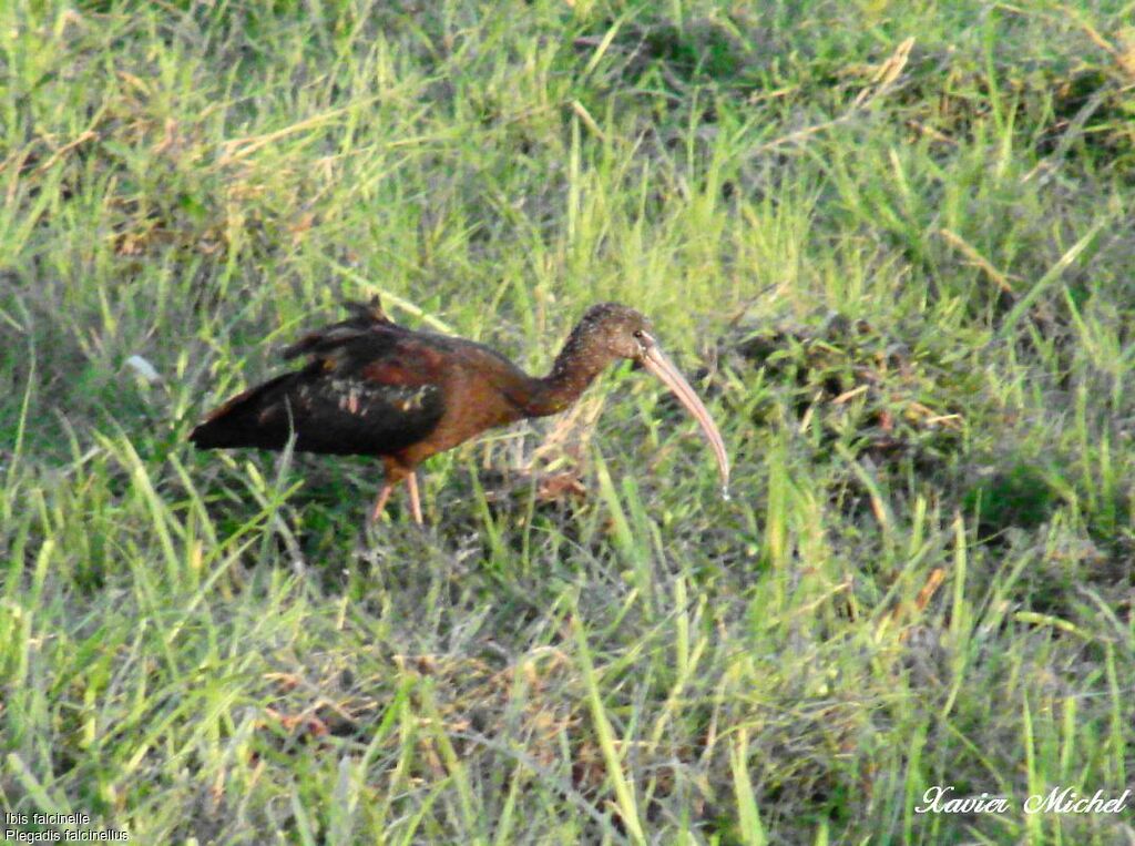 Glossy Ibis