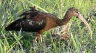 Ibis falcinelle