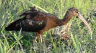 Glossy Ibis