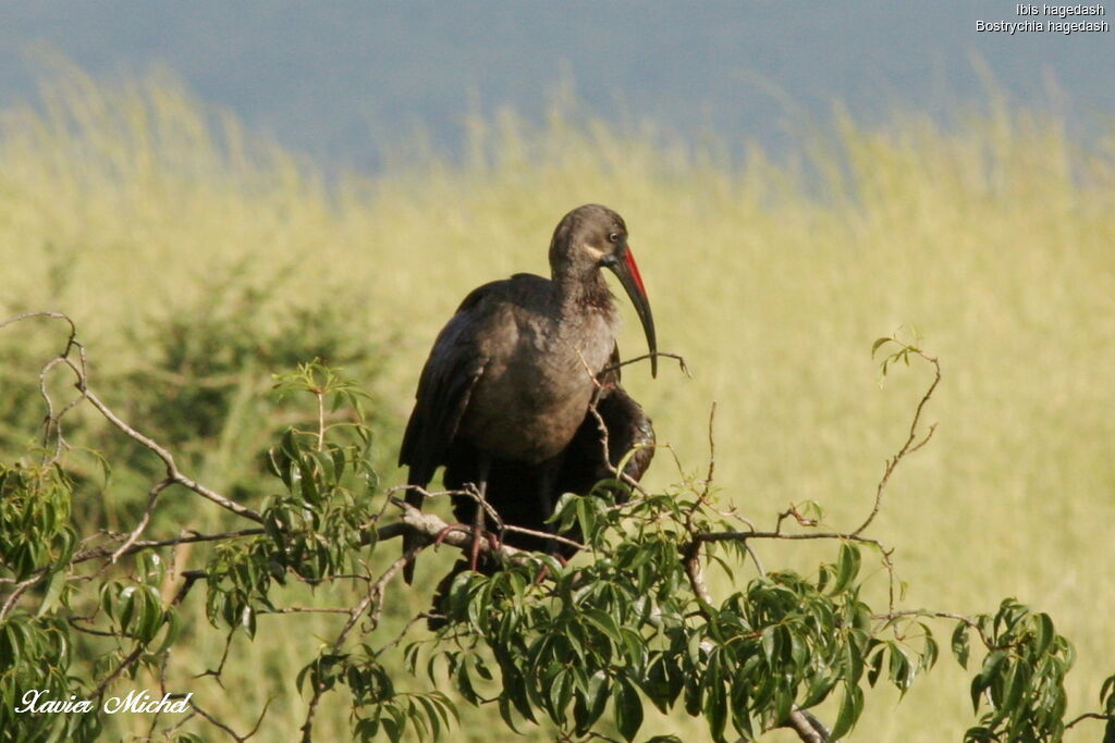 Ibis hagedash