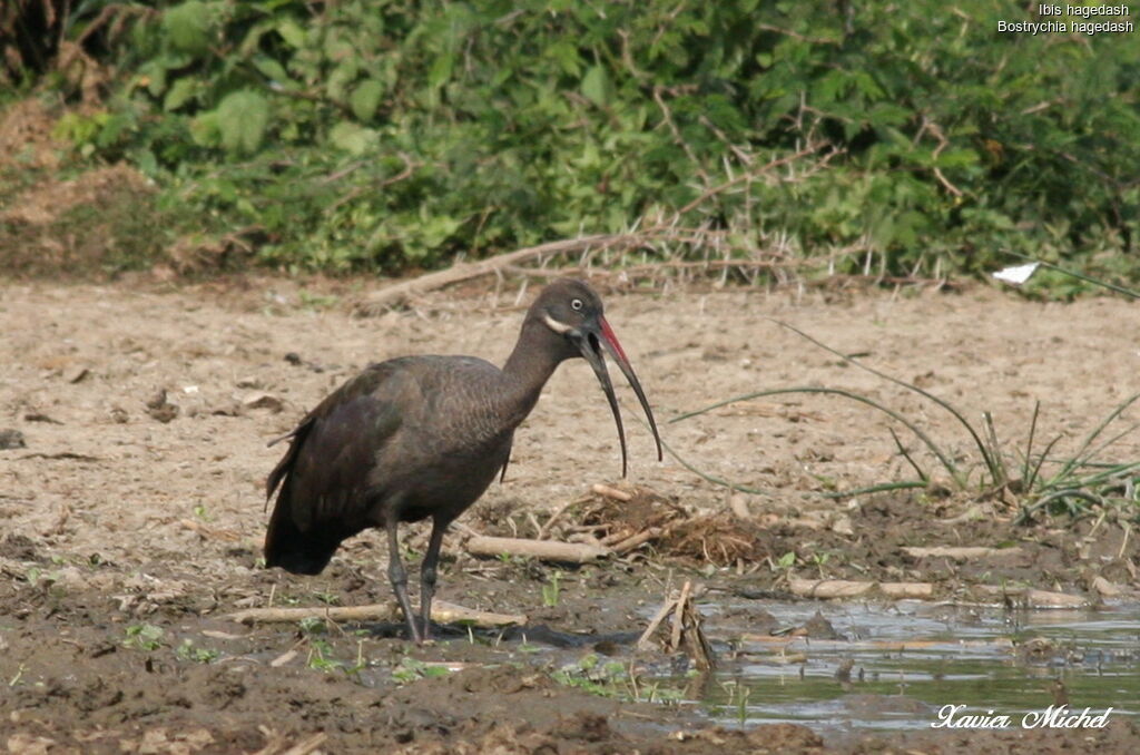 Hadada Ibis