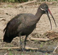 Hadada Ibis