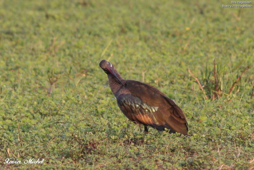 Hadada Ibis