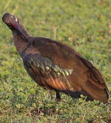 Hadada Ibis