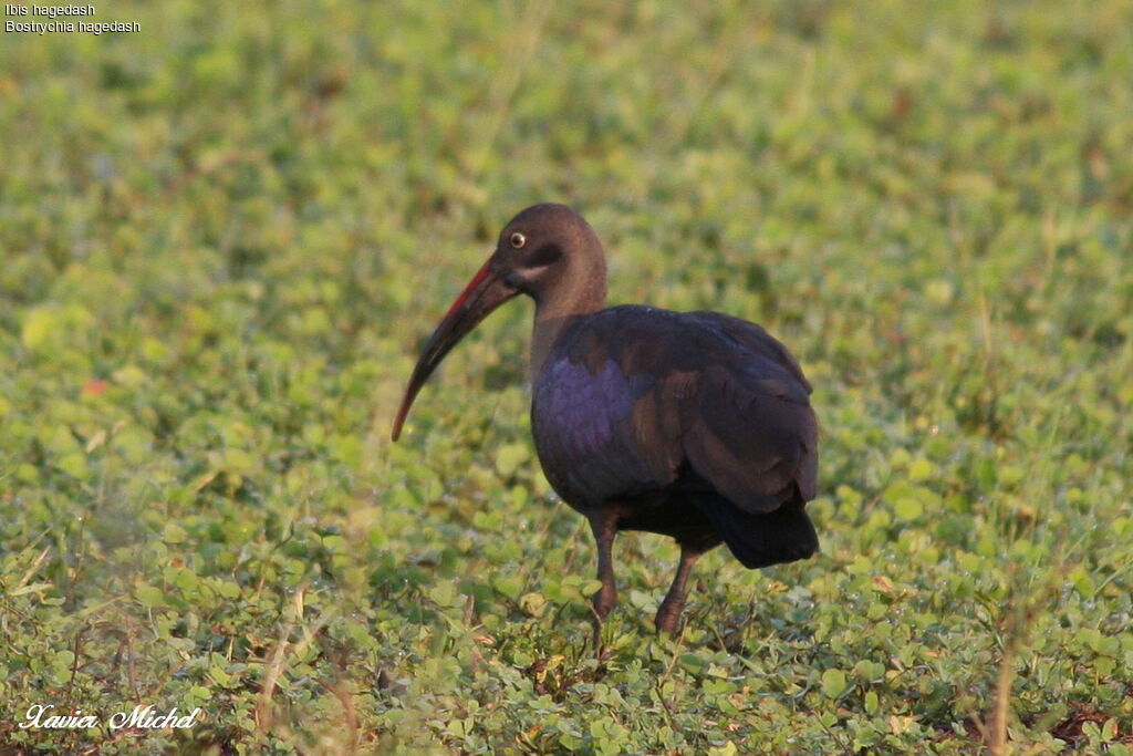 Ibis hagedash