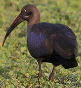 Hadada Ibis