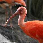 Ibis rouge