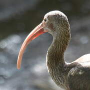 Scarlet Ibis