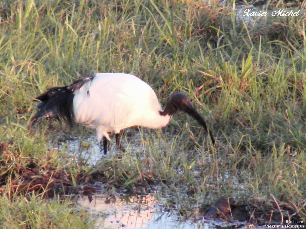 African Sacred Ibis