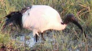 African Sacred Ibis