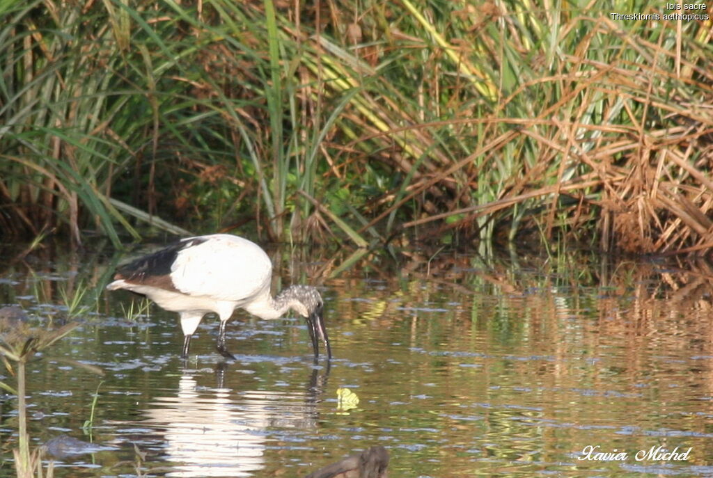 African Sacred Ibis