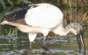 African Sacred Ibis