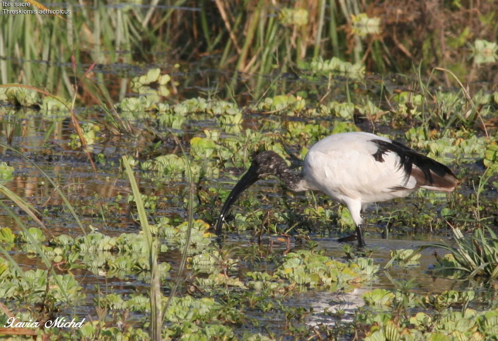 Ibis sacré