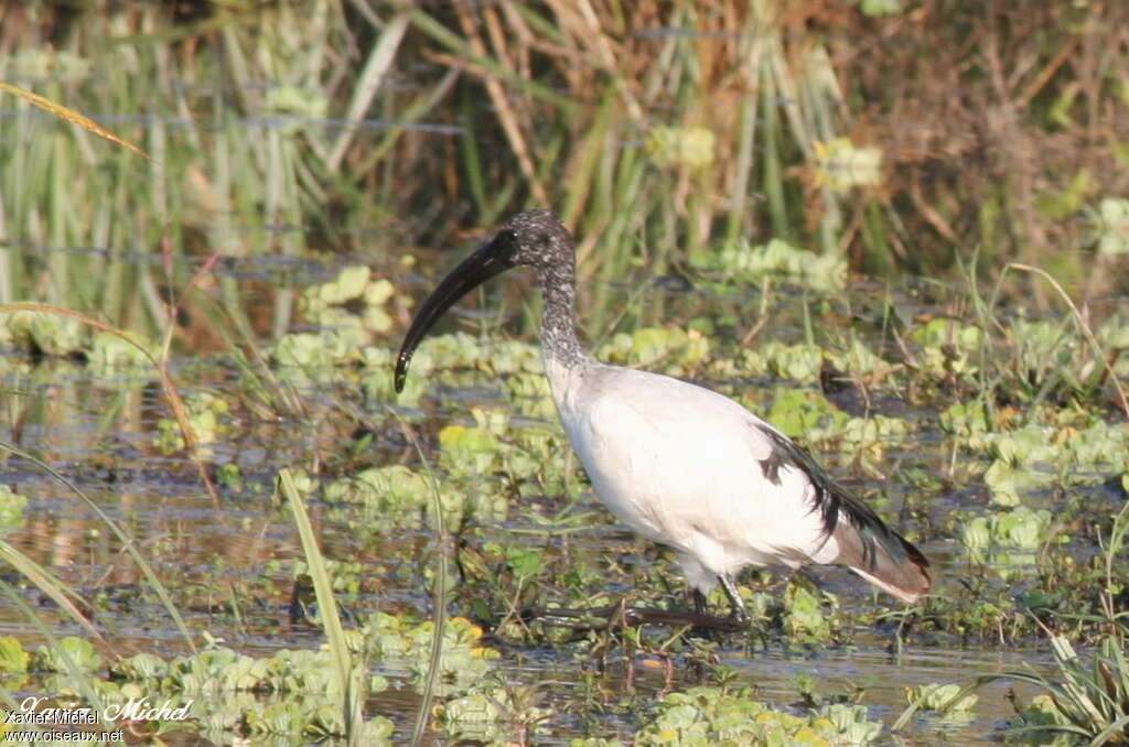 African Sacred Ibisimmature, identification