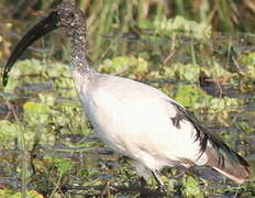 African Sacred Ibis