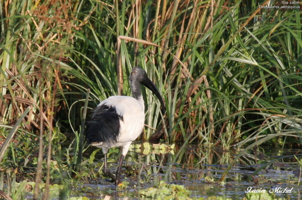 African Sacred Ibis