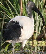 African Sacred Ibis