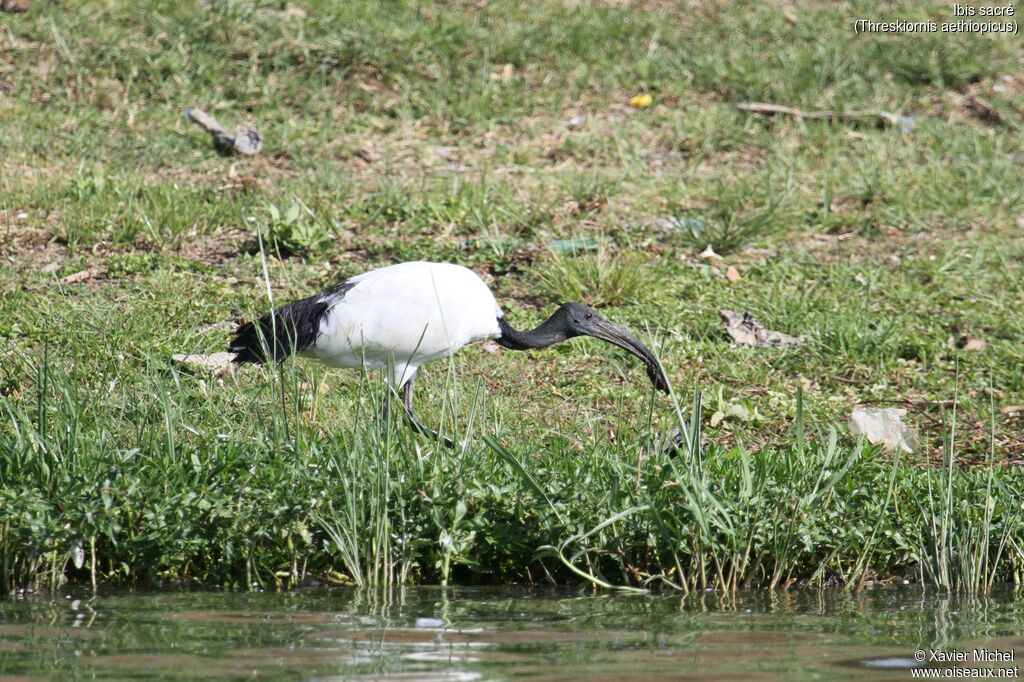 Ibis sacré