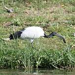 Ibis sacré