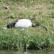 African Sacred Ibis