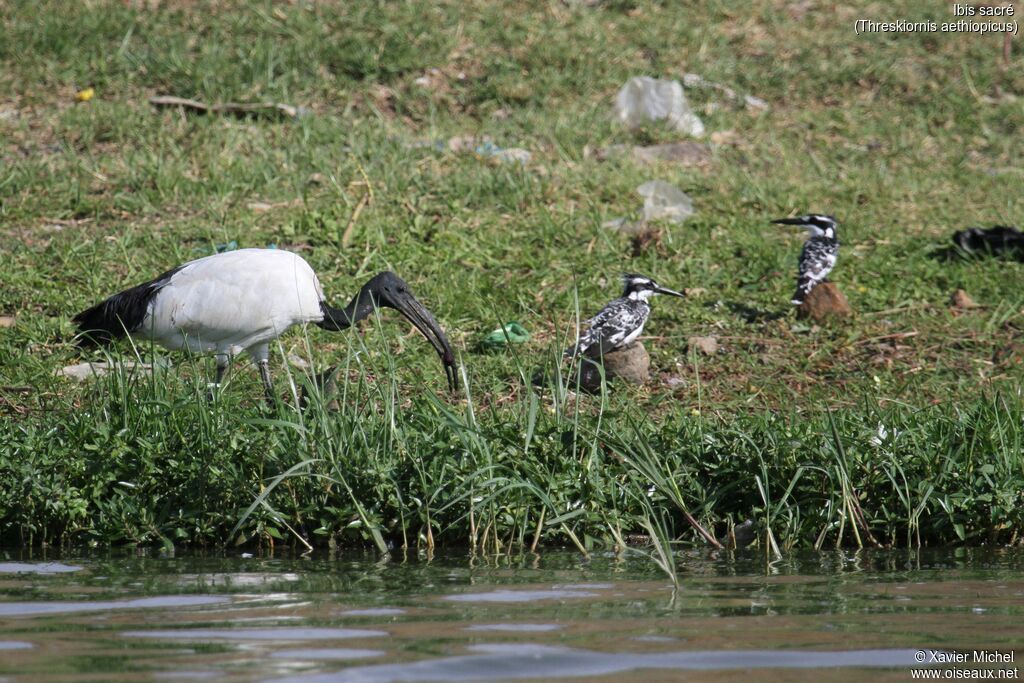 Ibis sacréadulte