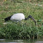 African Sacred Ibis