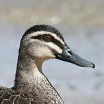 Canard à sourcils