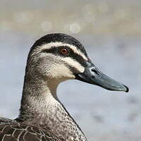 Canard à sourcils