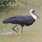 Cigogne à pattes noires