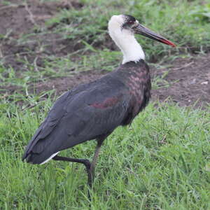 Cigogne à pattes noires