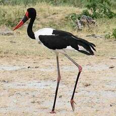 Jabiru d'Afrique