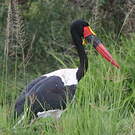 Jabiru d'Afrique