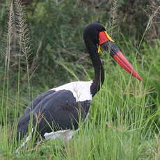 Jabiru d'Afrique