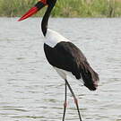 Jabiru d'Afrique