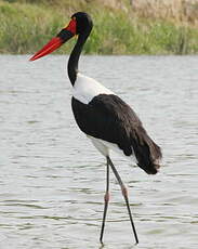 Jabiru d'Afrique