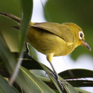 Zostérops à front jaune