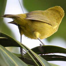 Zostérops à front jaune