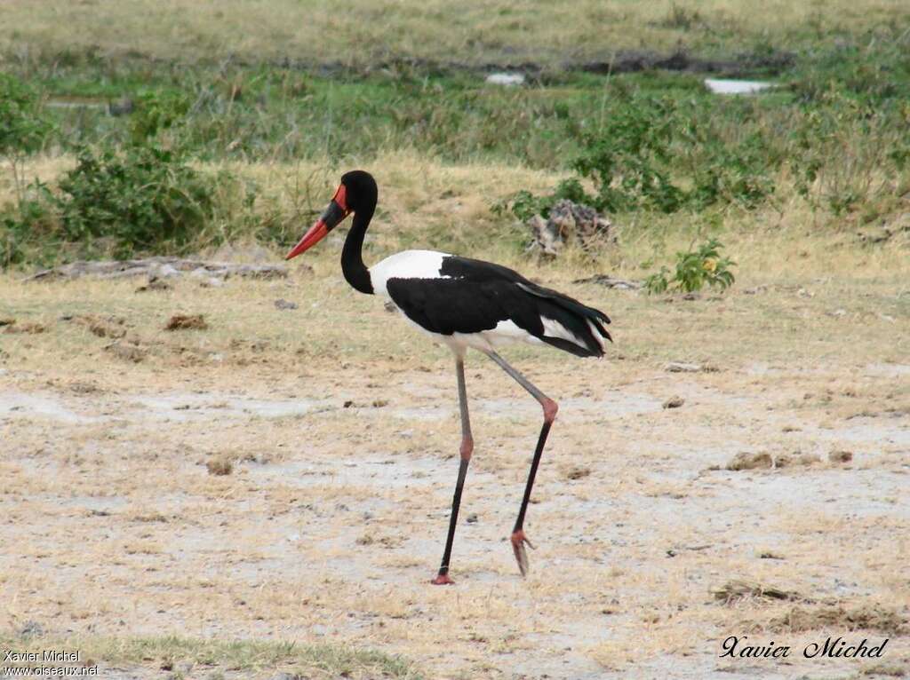 Saddle-billed Stork male adult, pigmentation, walking