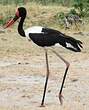 Jabiru d'Afrique