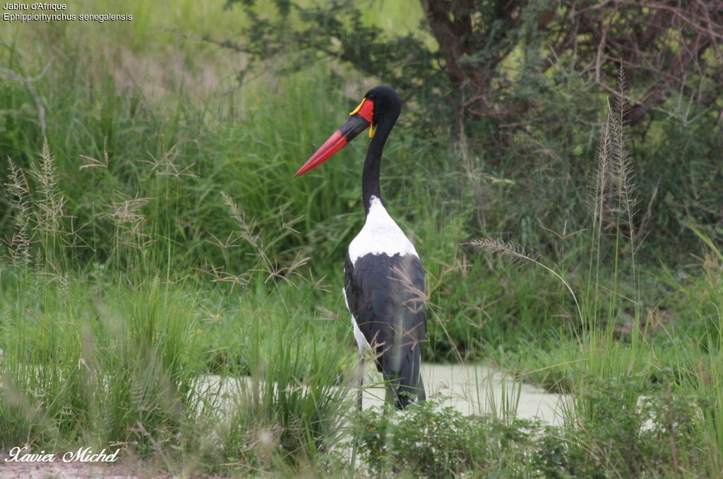 Saddle-billed Stork