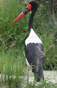 Saddle-billed Stork