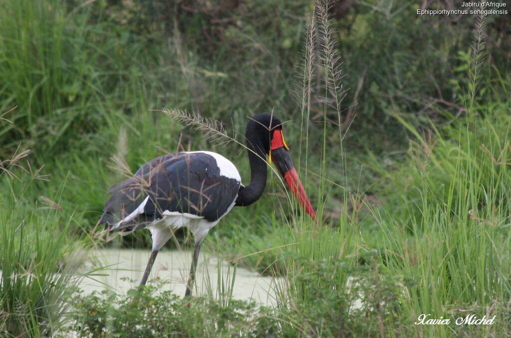 Saddle-billed Stork