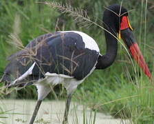 Saddle-billed Stork