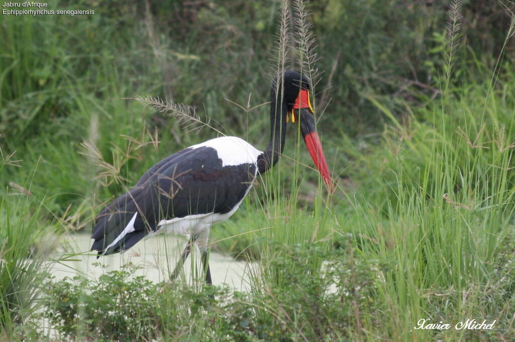 Jabiru d'Afrique