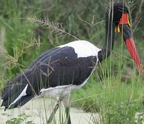 Saddle-billed Stork