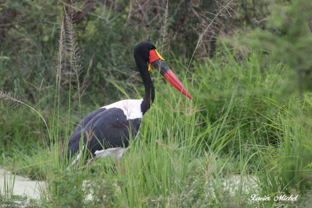 Jabiru d'Afrique mâle adulte, habitat, pigmentation