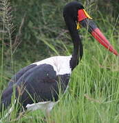 Saddle-billed Stork