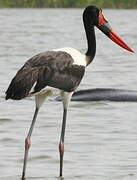 Saddle-billed Stork