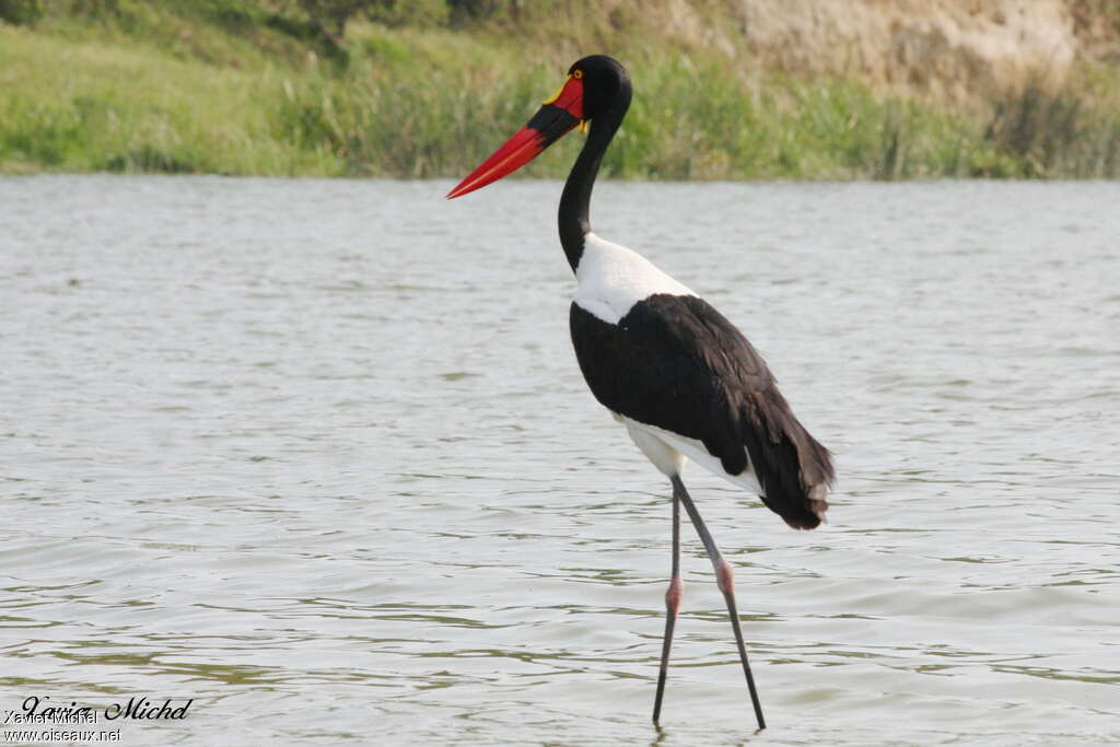 Jabiru d'Afrique femelle adulte nuptial, habitat