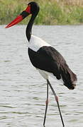 Saddle-billed Stork